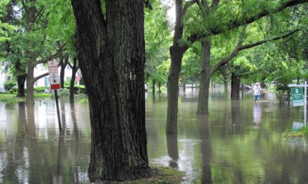Working with Nature to Manage Stormwater