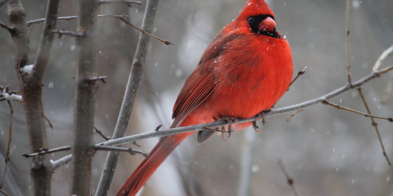 Preventing Bird Collisions