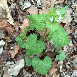 What to do with Garlic Mustard