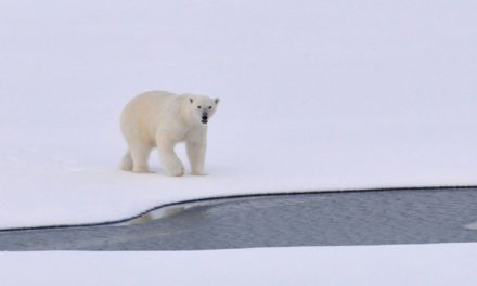 Write a letter to save the Arctic