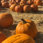 Halloween Planning – Pumpkin Composting