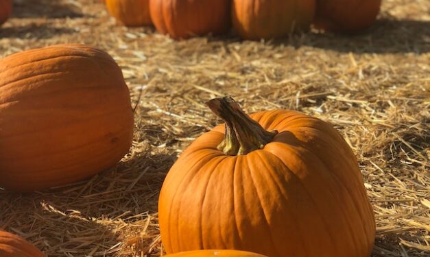 Halloween Planning – Pumpkin Composting