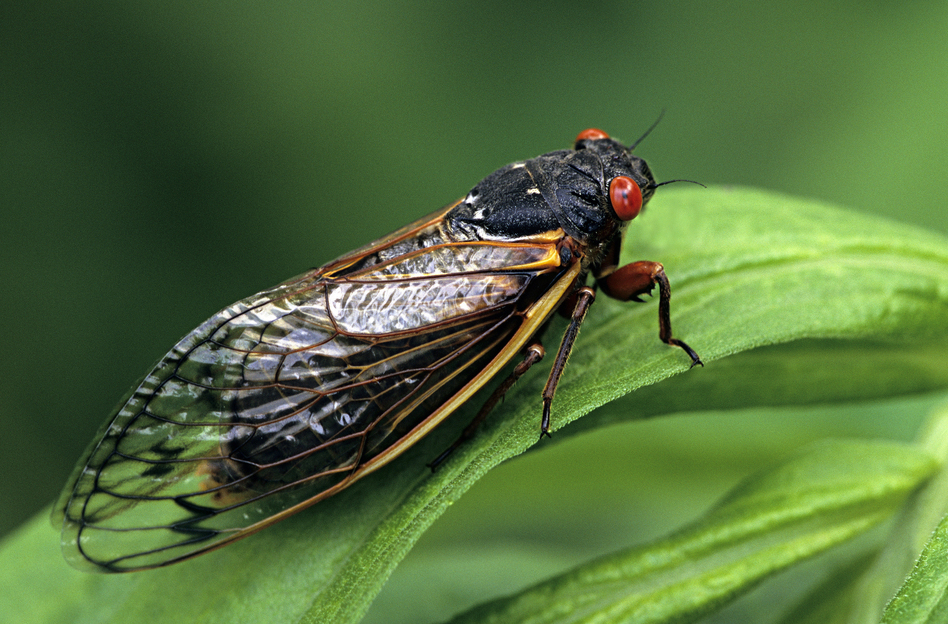 Dos & Don’ts During the Summer of Cicadas