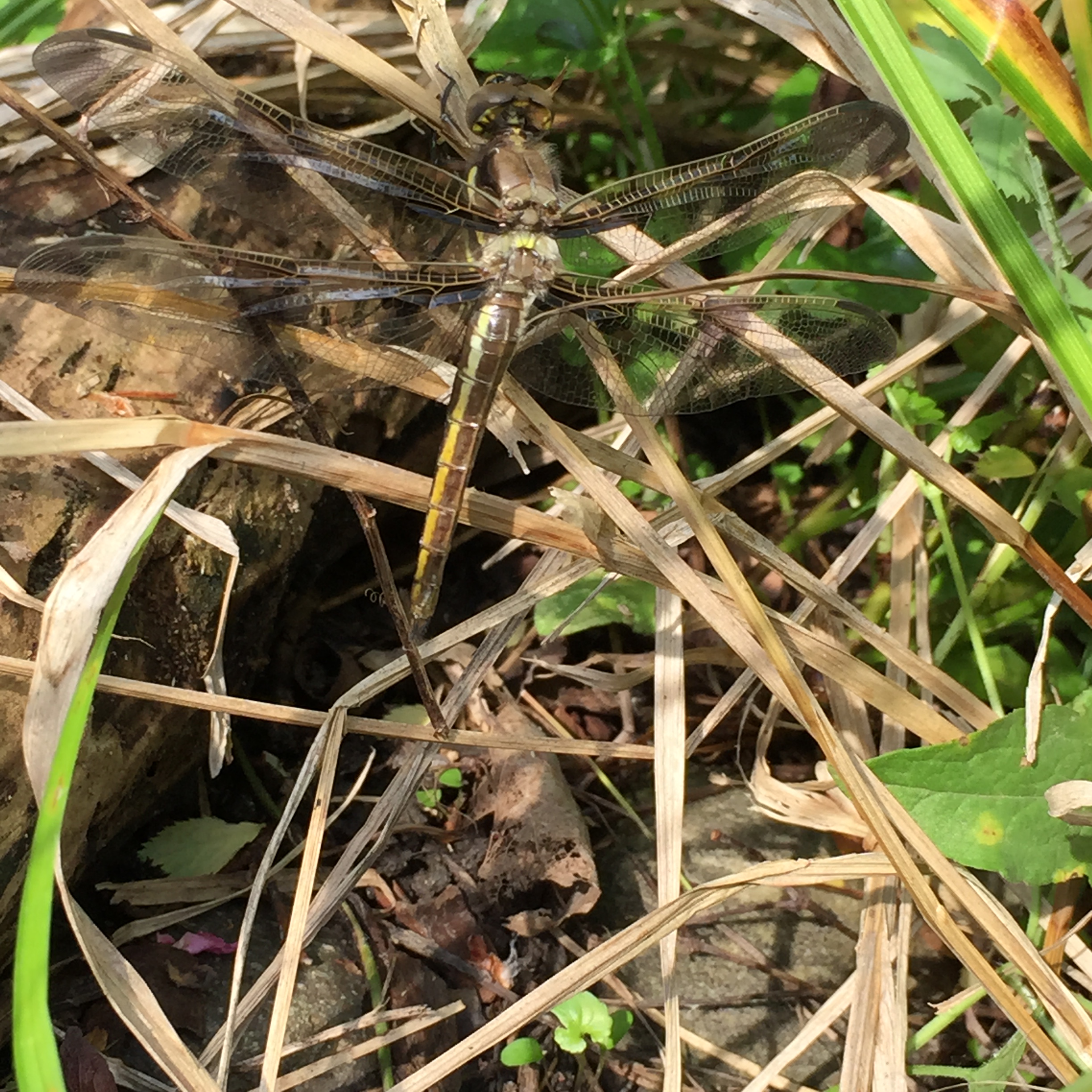 2015-06-11 07.30.12 dragonflies