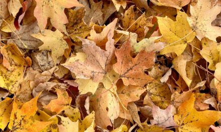 Leave the leaves