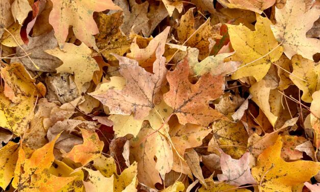 Leave the leaves